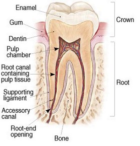 Endodontic Specialists of Laguna Hills