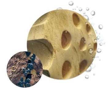 Bacteria